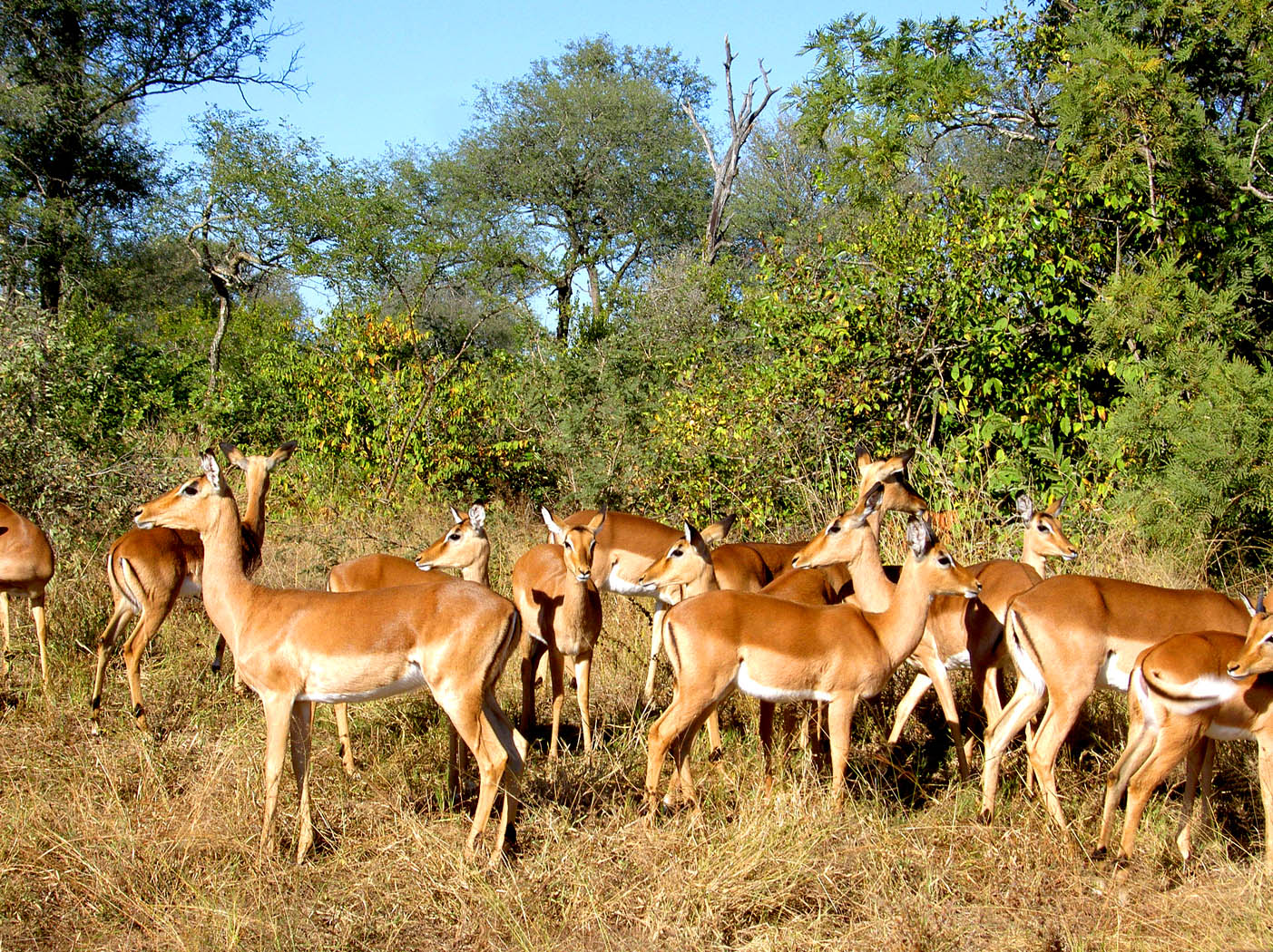 Kruger - Impala Herd.jpg